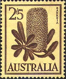 Banksia depicted on a 1960 Australian 2/5d stamp.