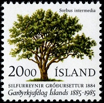 Swedish Whitebeam on a stamp from Iceland.