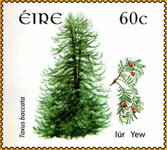 Yew tree on a stamp from Ireland.